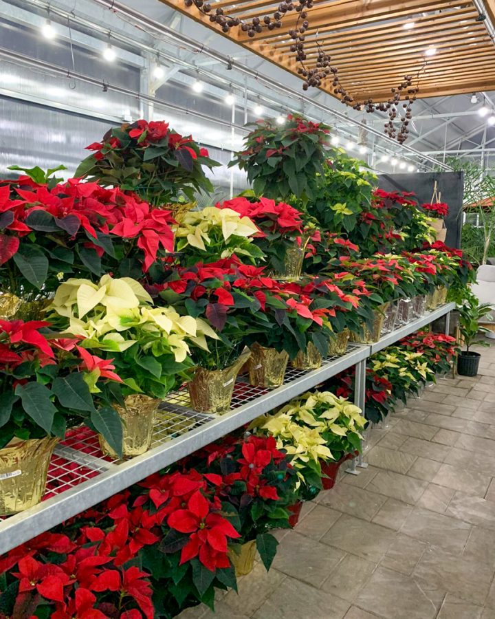 Poinsettia Plants in Fora Outdoor Greenhouse, Norwich Ontario