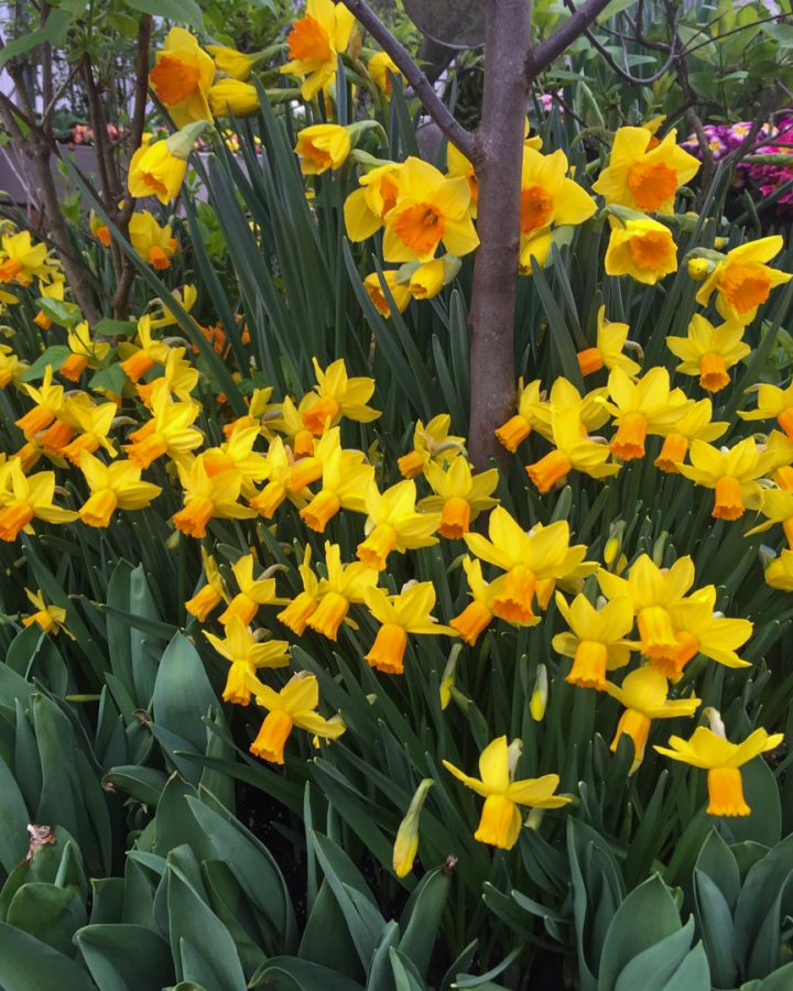 Spring Bulbs - Everything You Need to Know for Spring Garden Success