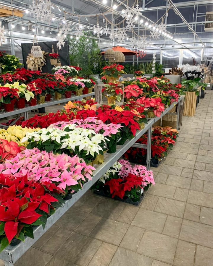 Multi-coloured Poinsettias in the Fora Outdoor Living Greenhouses, Norwich Ontario